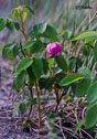 Rosa acicularis